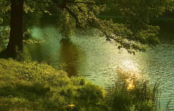 Картинка лес, лето, природа, река