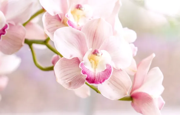 Картинка розовый, нежность, орхидея