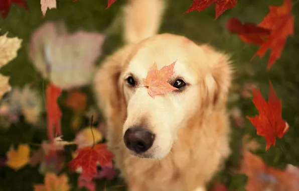 Картинка осень, листья, собака