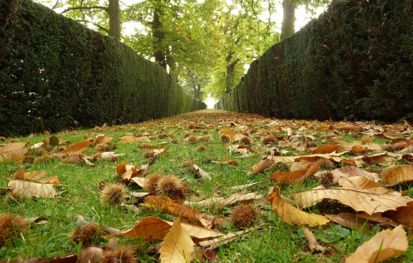 Картинка Осень, Листья, Аллея, Fall, Листва, Дорожка, Autumn, Листопад, Leaves, Alley, Path