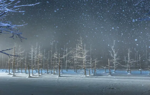 Картинка Зима, Деревья, Лес