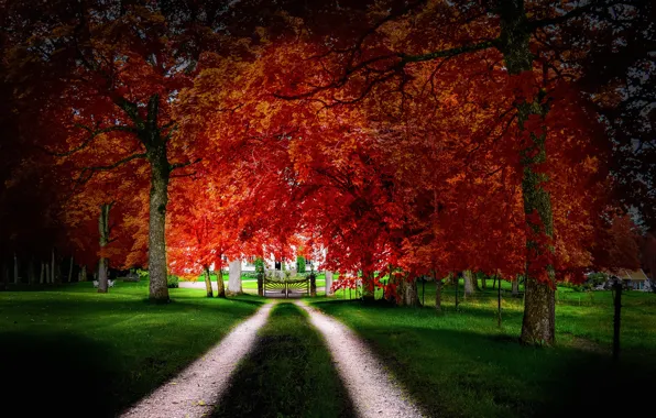 Картинка дорога, осень, трава, листья, деревья, дом, ворота, двор