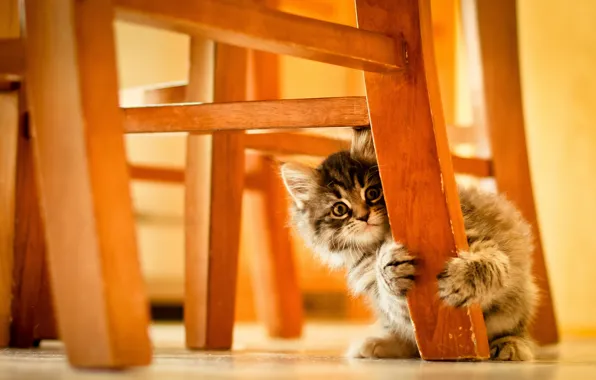 Картинка кошка, фон, стул