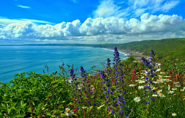 Картинка море, цветы, побережье, залив, England, Корнуолл, Cornwall, Whitsand Bay, облака Англия