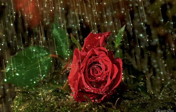 Картинка капли, макро, дождь, роза, бутон