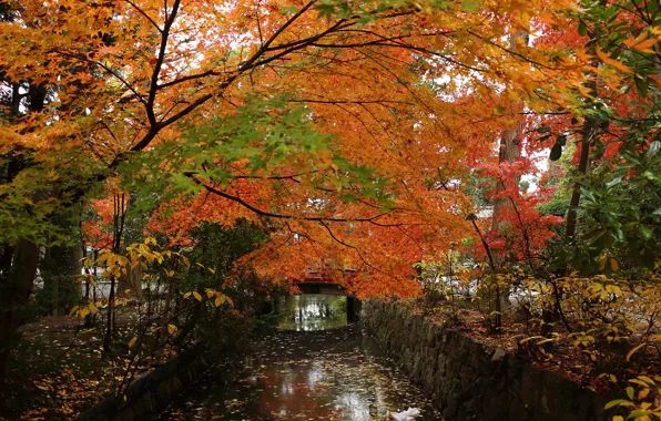 Картинка осень, деревья, мост, парк, канал
