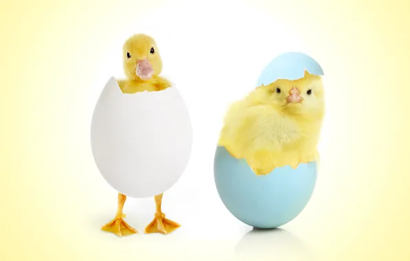 Картинка яйцо, цыпленок, малыши, птенцы, утенок