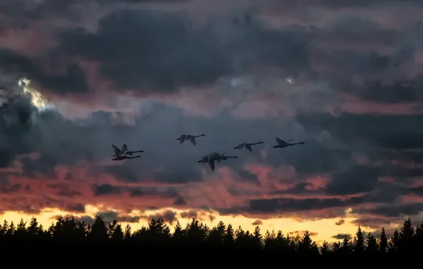 Картинка закат, птицы, природа, полёт, лебеди