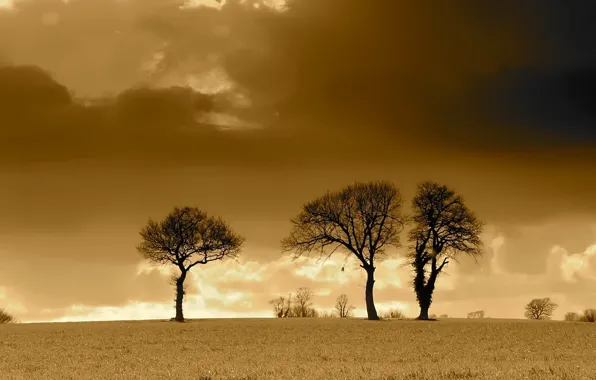 Картинка поле, облака, деревья, сепия