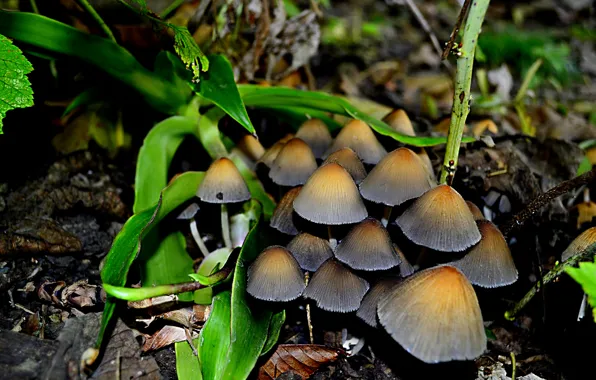 Картинка осень, природа, обои, грибы, зонтики, грибочки, поганки