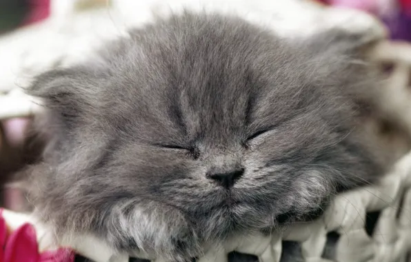 Картинка котенок, спит, милый