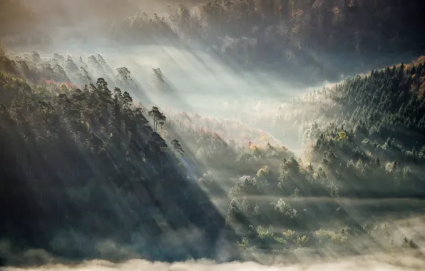 Картинка trees, fog, sunlight, Forest