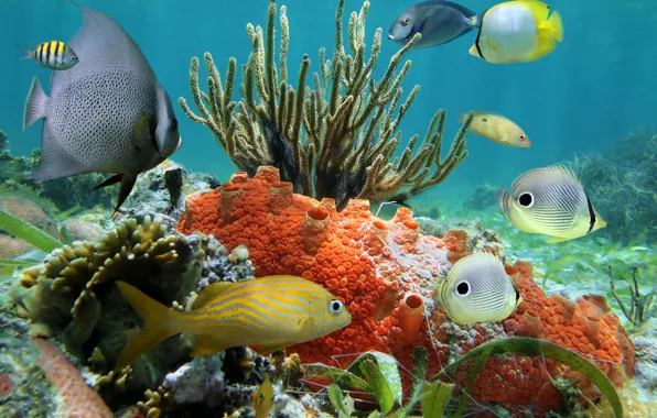 Картинка рыбки, океан, подводный мир, underwater, ocean, fishes, tropical, reef, coral, коралловый риф