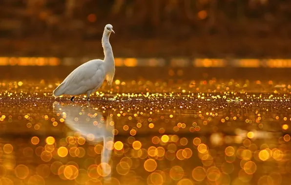 Картинка природа, птица, Golden Glitter
