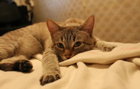 Картинка кот, взгляд, диван