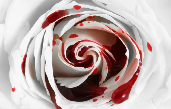 Картинка цветок, кровь, роза, Rose, кровотечение