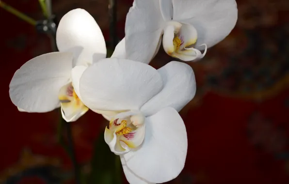 Картинка цветы, орхидея, белый цвет