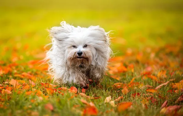 Картинка осень, листья, собака, Гаванский бишон, лохматая