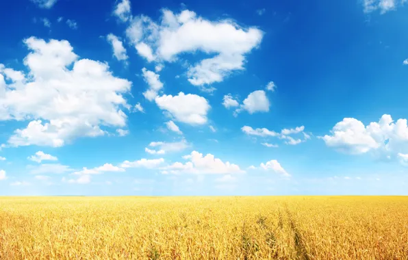 Картинка пшеница, поле, лето, облака, синева, равнина, горизонт, колосья, солнечно, ясно, нива