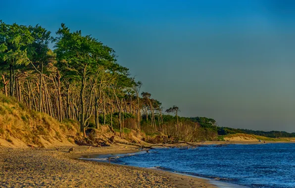 Картинка песок, море, пляж, деревья, берег, Германия, Мекленбург-Передняя Померания