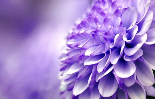 Картинка цветок, фиолетовый, макро, хризантема