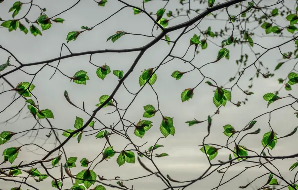 Картинка leaves, branches, gray clouds