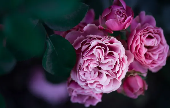 Картинка цветы, розы, сад, обои от lolita777