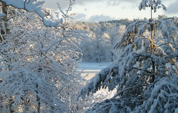 Картинка зима, небо, солнце, облака, снег, деревья, природа