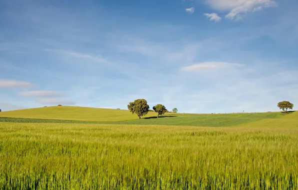 Картинка поле, небо, трава, деревья