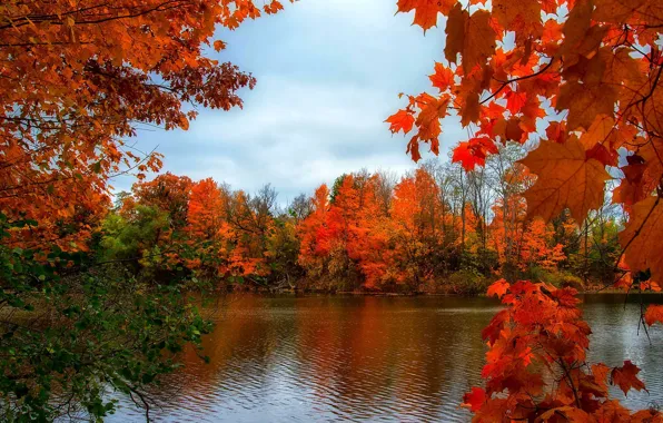 Картинка осень, деревья, природа, река