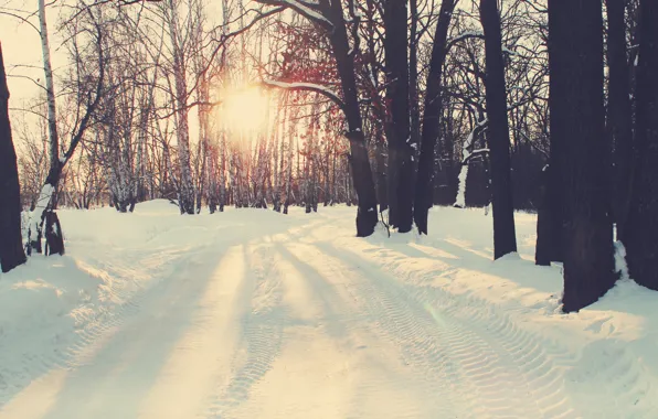 Картинка зима, лес, снег, природа, тепло, forest, winter, snow, Курск
