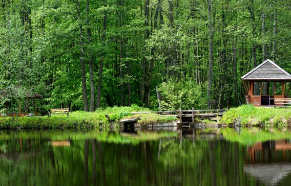 Картинка лес, озеро, отдых