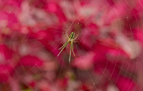 Картинка природа, паутина, паук, насекомое