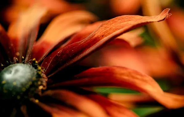 Картинка цветок, оранжевый, красный, лепестки