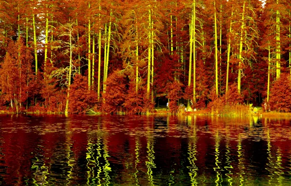 Картинка лес, деревья, пейзаж, природа, озеро