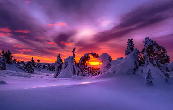 Картинка снег, закат, елки, Зима, Норвегия, зарево, просвет