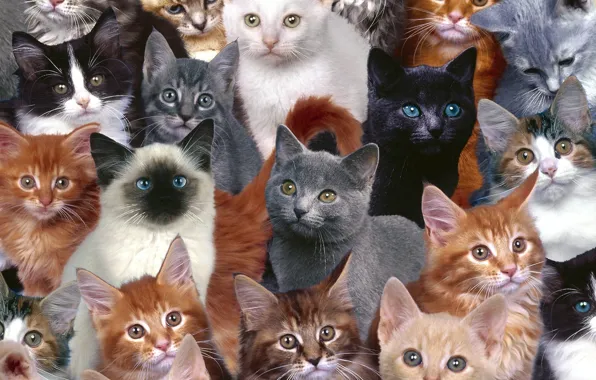 Картинка кошки, маленькие, рыжие, сеамы, митисы, серые