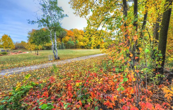 Картинка осень, небо, трава, листья, деревья, парк, дорожка