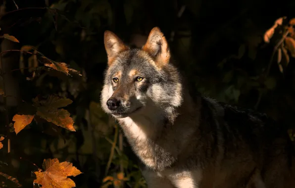 Картинка осень, листья, природа, животное, волк, хищник, клён