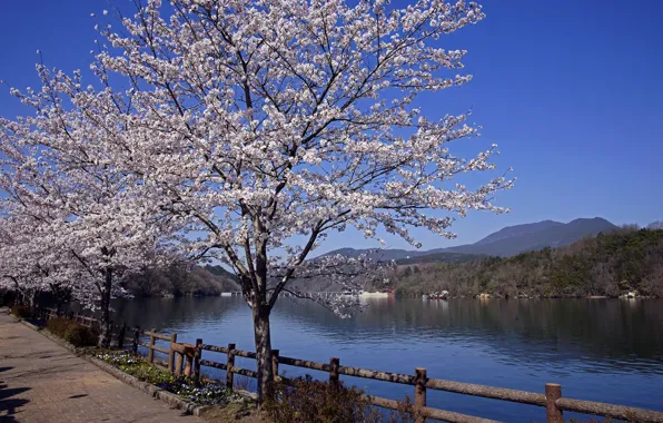 Картинка река, весна, Япония, сакура
