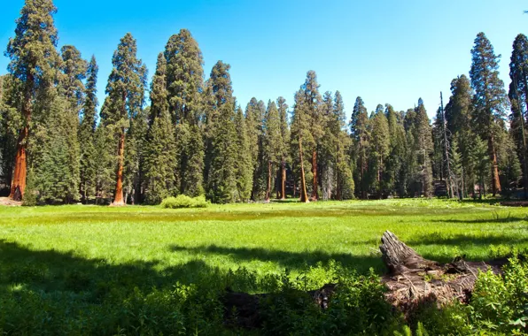 Картинка лес, трава, природа, парк, фото, луг, Калифорния, США, sequoia