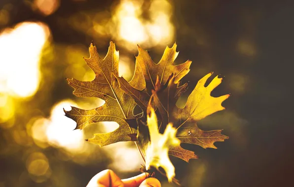Картинка осень, свет, листва, цвет, три, Листики, время года, золотая осень, в руке