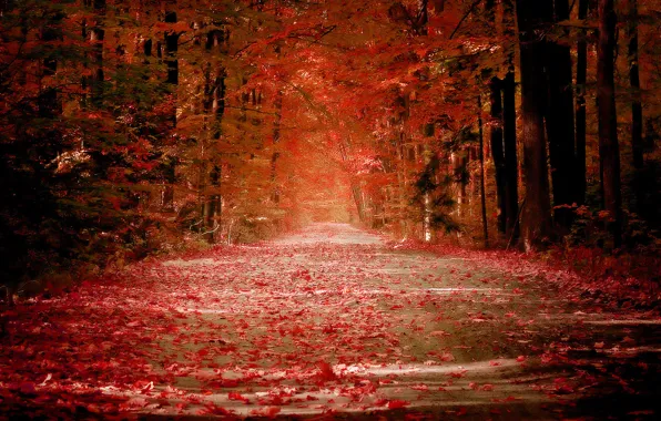 Картинка дорога, осень, листья, красный, аллея, листопад
