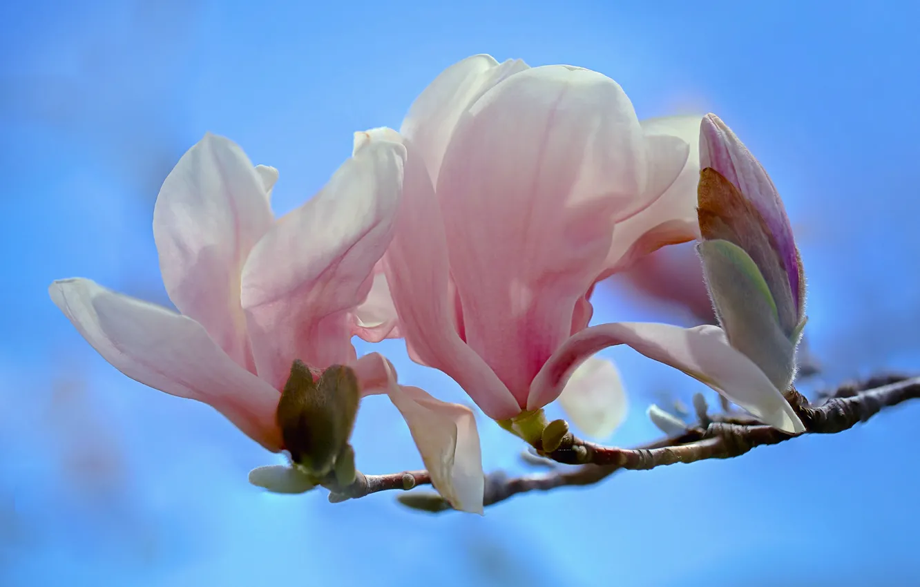 https://img2.goodfon.ru/wallpaper/nbig/0/1c/magnoliya-vetka-cvetki-buton.jpg