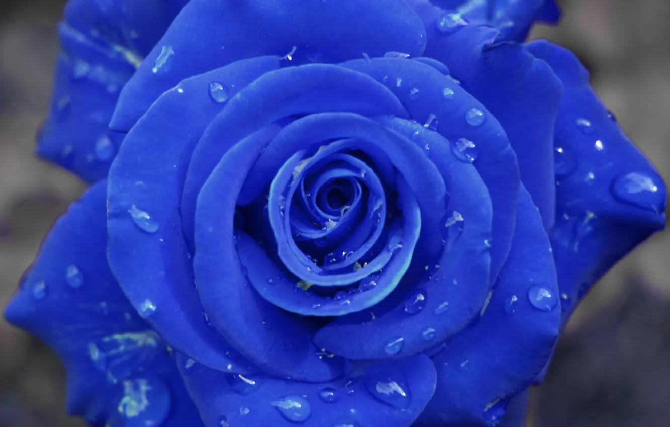 Фото обои капельки, Роза, синяя