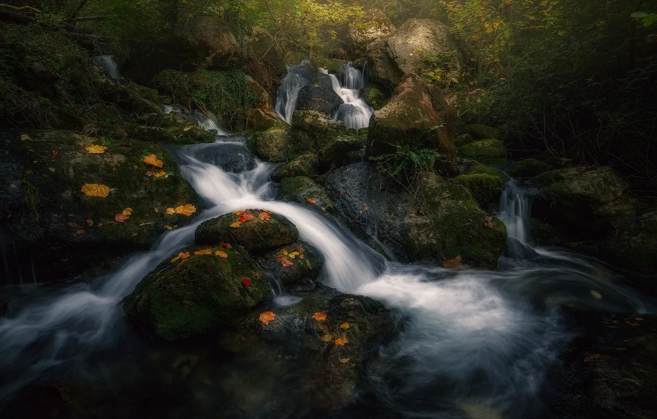 Фото обои осень, лес, свет, природа, река, ручей, поток