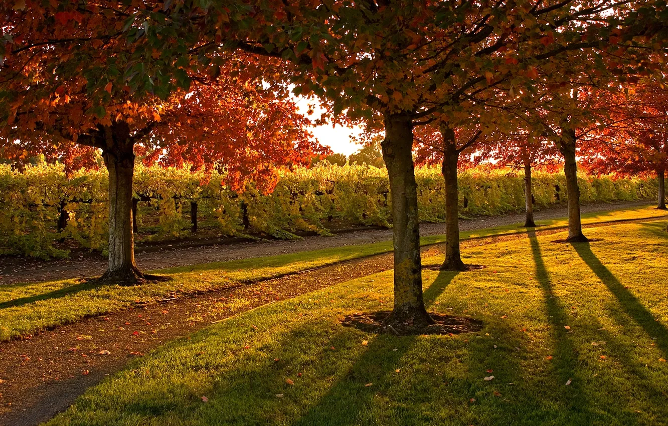 Фото обои листья, деревья, парк, Осень, день, дорожка, кусты, солнечный