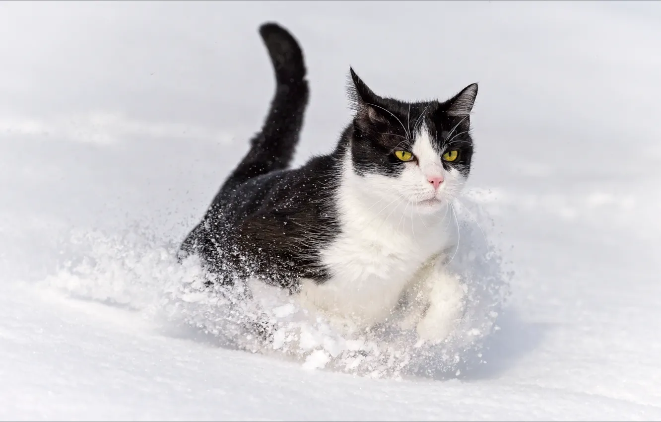 Фото обои зима, животные, кошки, Oscar, Winter, animals, cat, wallpapers, Оскар