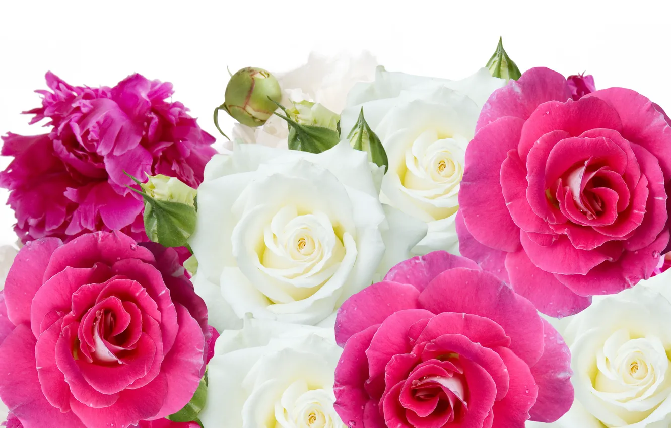 Фото обои цветы, розы, бутоны, пионы