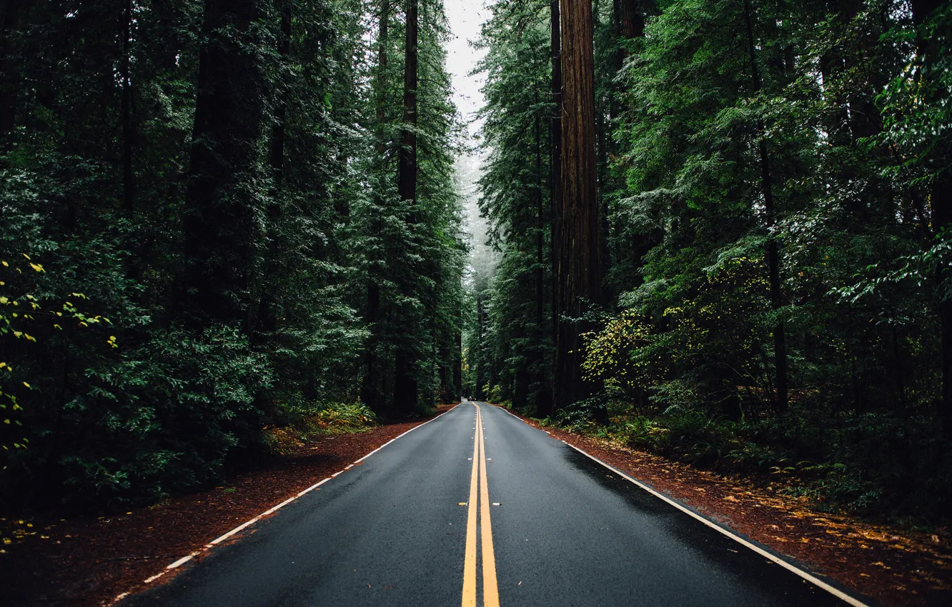 Фото обои дорога, машина, лес, деревья, Природа